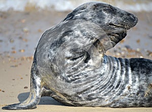 Grey seal on Horsey Beach, Norfolk