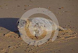 Grey Seal Horsey Norfolk Halichoerus grypus