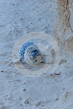 Grey Seal Horsey Norfolk Halichoerus grypus