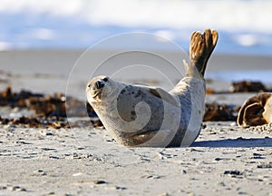 Grey seal photo