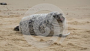 Grey Seal Laughing  on the Beach