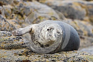 Grey seal looking at camera Halichoerus grypus, Farne Islands, Scotland