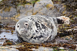 Grey seal looking at camera Halichoerus grypus, Farne Islands, Scotland