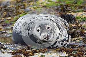 Grey seal looking at camera (Halichoerus grypus), Farne Islands, Scotland