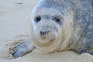 Grey Seal looking straight ahead to camera