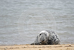 Grey seal lying on Horsey Beach, Norfolk