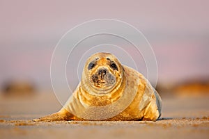 Grey Seal, morning sun in the sand beach, sea in the background, Helgoland island, Germany