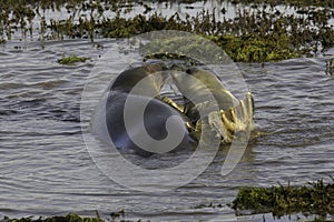 Grey seal mother and pup playing