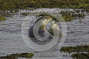 Grey seal mother and pup playing