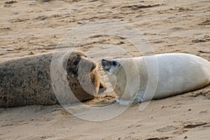 Grey Seal mum & pup