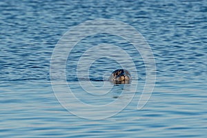 Grey Seal near Hvitserkur, North Iceland