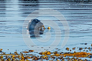 Grey Seal playing with a Seaweed near Hvammstangi, North Iceland