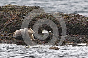 Grey seal portrait