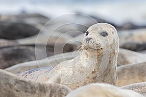 Grey seal portrait. Cute animal. Beautiful wildlife and nature image