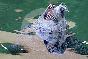 Grey seal portrait reflection on water