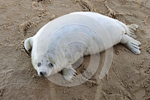 Grey Seal pup