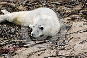 Grey Seal Pup