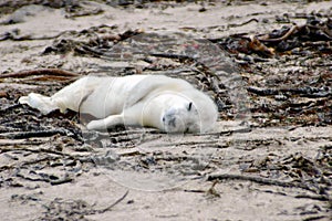 Grey Seal Pup