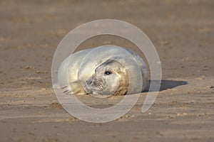 Grey seal pup