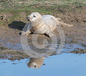 Grey Seal Pup