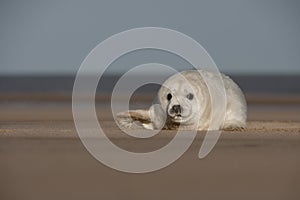 Grey Seal Pup