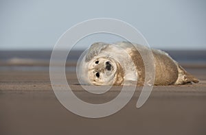 Grigio foche Parete 
