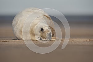 Grey Seal Pup