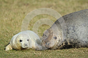 Grey Seal with pup