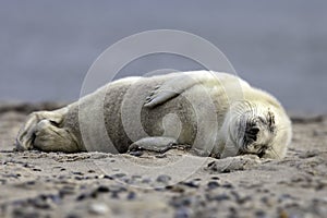 Grey seal pup