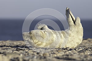 Grey seal pup