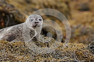 Grey seal pup