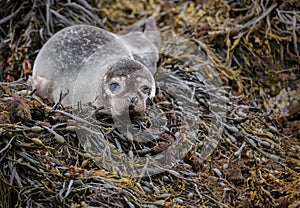 Grey seal pup