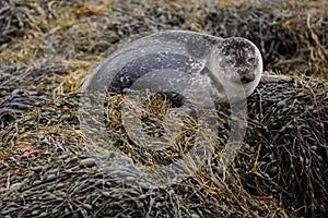 Grey seal pup