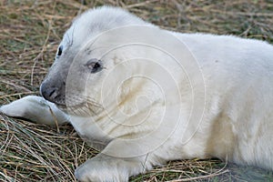 Grey Seal Pup