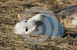 Grey Seal Pup