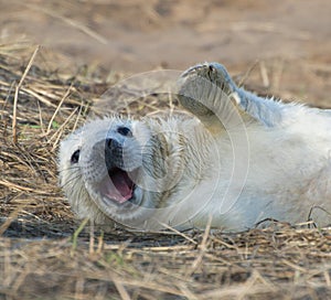 Grey Seal Pup