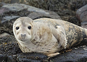 Grey Seal Pup.