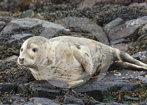 Grey Seal Pup.