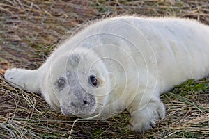 Grey seal pup at Donna Nook reserve