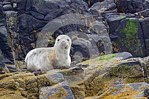 Grey seal pup, Farne Islands Nature Reserve, England