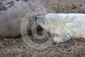 Grey Seal Pup Feeding