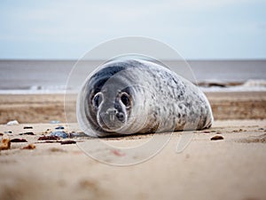 Grey Seal Pup. Halichoerus grypus