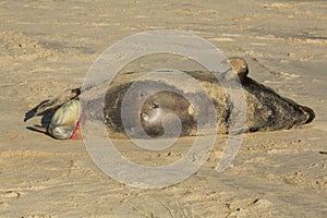 A Grey Seal pup Halichoerus grypus being born on a beach in Horsey, Norfolk, UK.