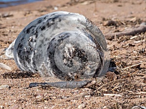 Grey seal pup (Halichoerus grypus) with closed eyes and soft, grey silky fur with dark spots resting on the yellow