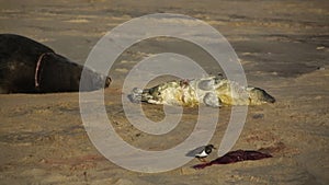 A Grey Seal pup, Halichoerus grypus, lying on the beach, whilst a Turnstone bird eats the afterbirth.