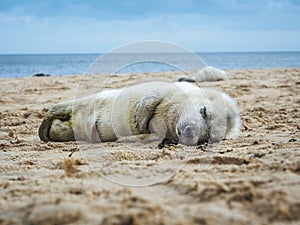 Grey Seal Pup. Halichoerus grypus. Nap time