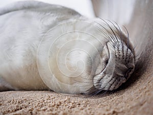 Grey Seal Pup. Halichoerus grypus. TranÂ·quil