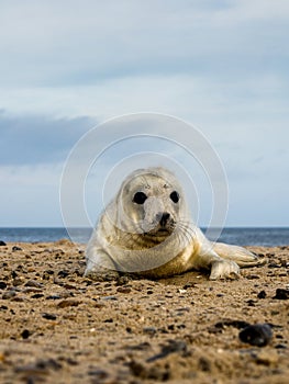 Grey Seal Pup.  Halichoerus grypus. winÂ·some