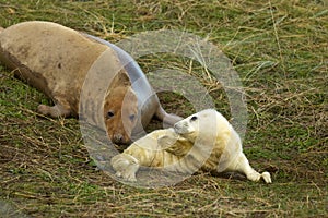 Grigio foche Parete cercando sul madre sabbia duna sul angolo 