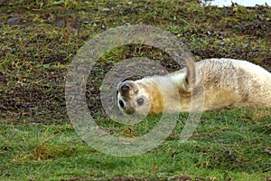 Grey seal pup lying on back and waving flipper at Donna Nook, Lincolnshire